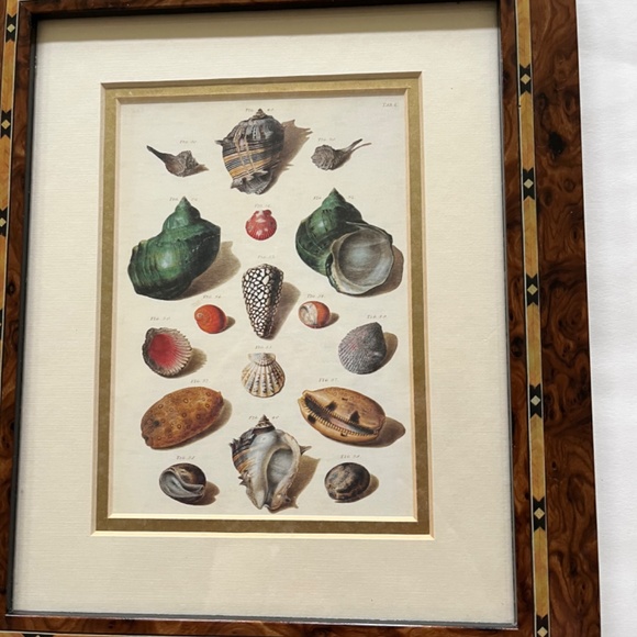 Framed Shell Print - Picture 3 of 6